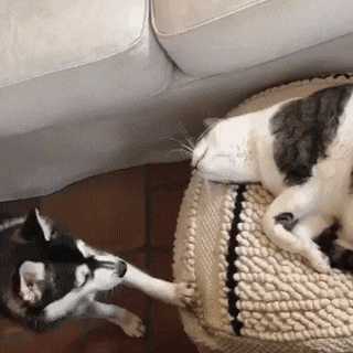 A dog attracts the attention of a sleeping cat, and the cat ignores the puppy.