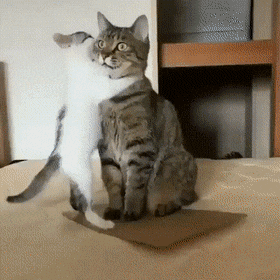A kitten tries to play with a cat who sits with a poker face.