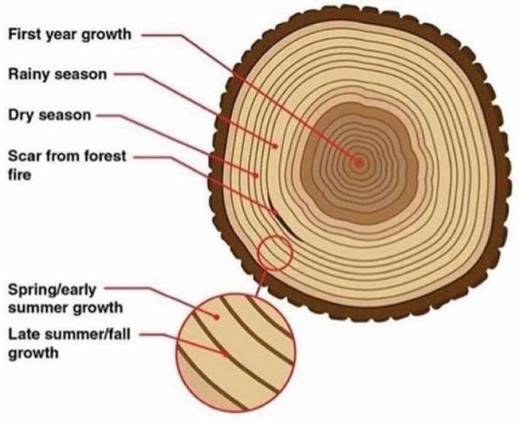 Charts With Absolutely Random Knowledge