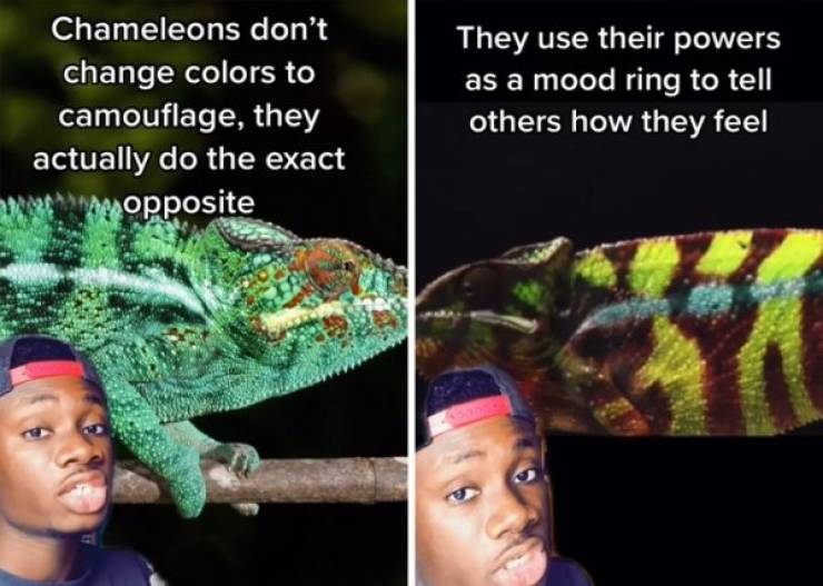 These Animal “Facts” Were Myths All Along!