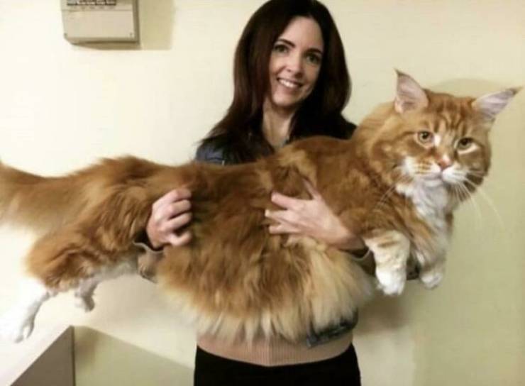 These Cats Are HUMONGOUS!