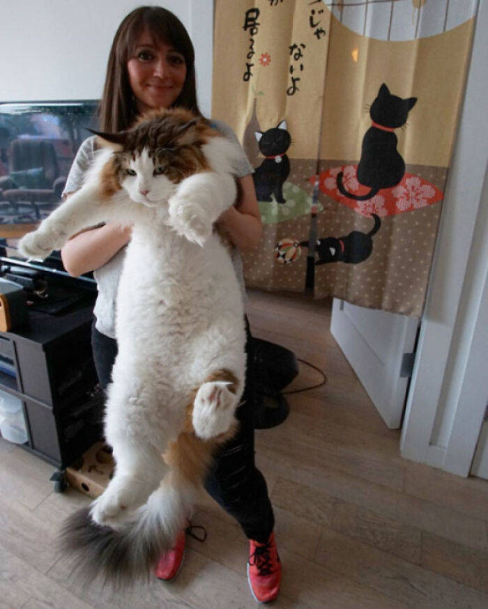 These Cats Are HUMONGOUS!