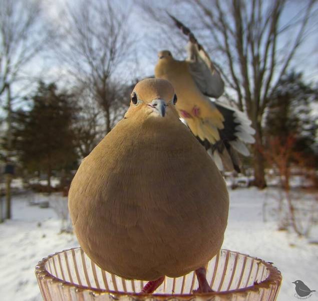 Woman Shares Photos Caught By Her Bird Feeder Camera