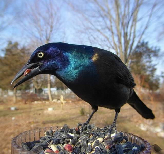 Woman Shares Photos Caught By Her Bird Feeder Camera