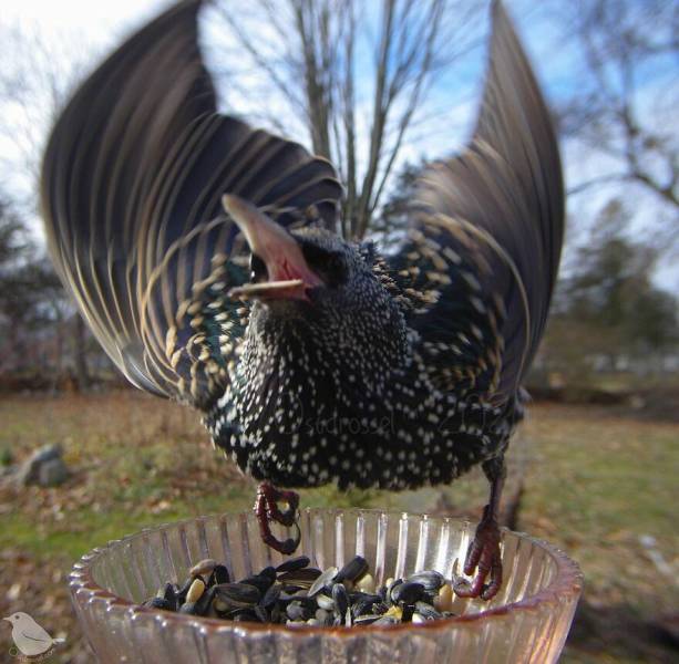 Woman Shares Photos Caught By Her Bird Feeder Camera