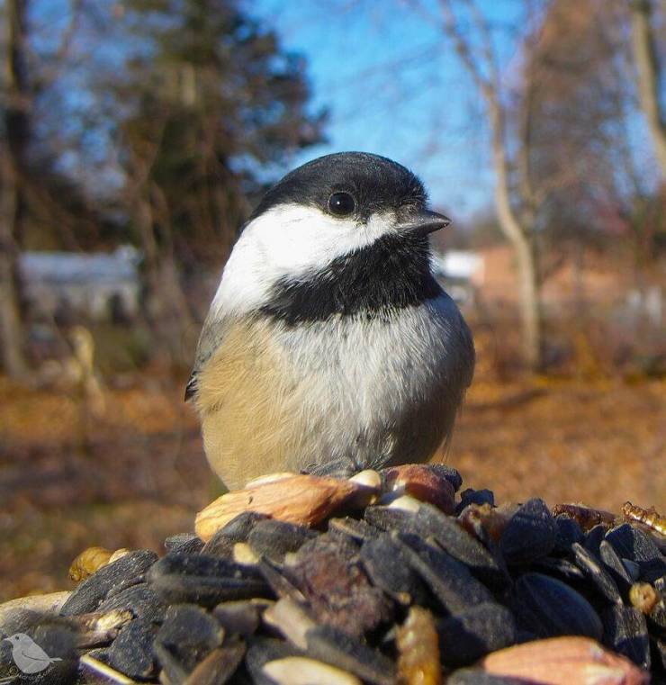 Woman Shares Photos Caught By Her Bird Feeder Camera