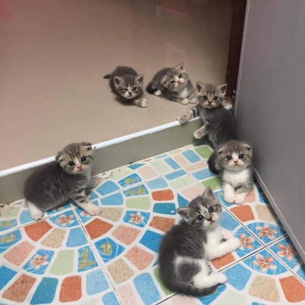 You Can Barely See These Tiny Cats!