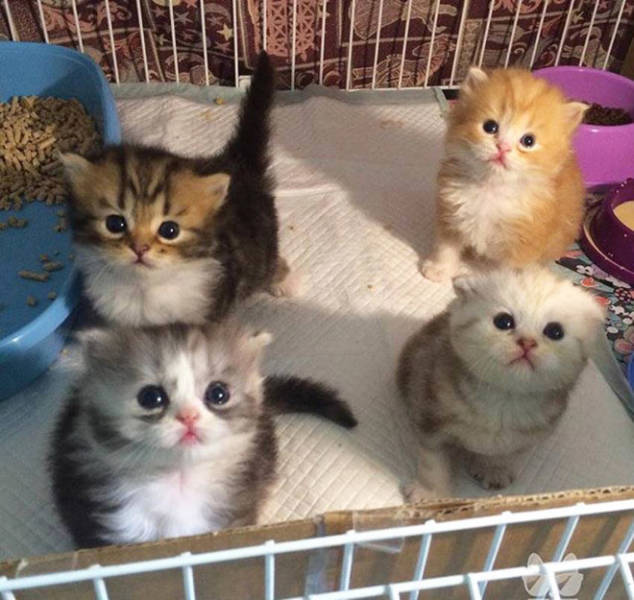 You Can Barely See These Tiny Cats!