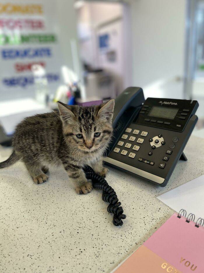 Even Cats Have Jobs!