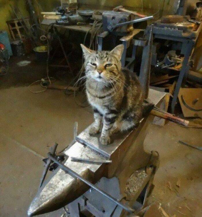 Even Cats Have Jobs!