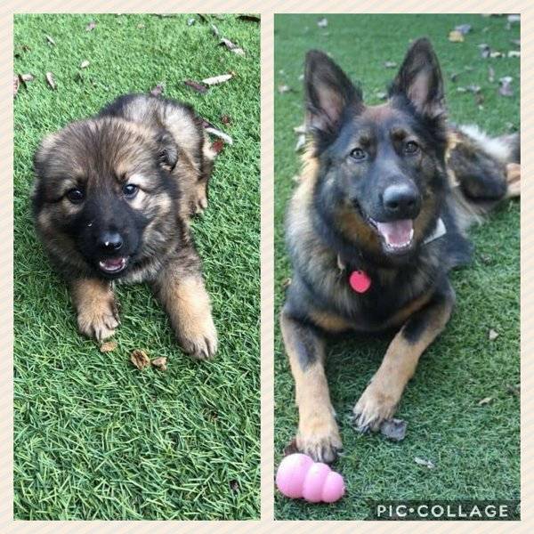 From A Small Puppy To A (Sometimes) Big Dog