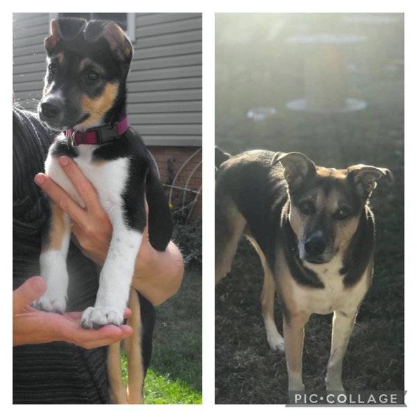 From A Small Puppy To A (Sometimes) Big Dog