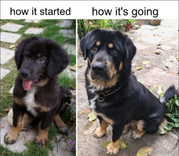 From A Small Puppy To A (Sometimes) Big Dog