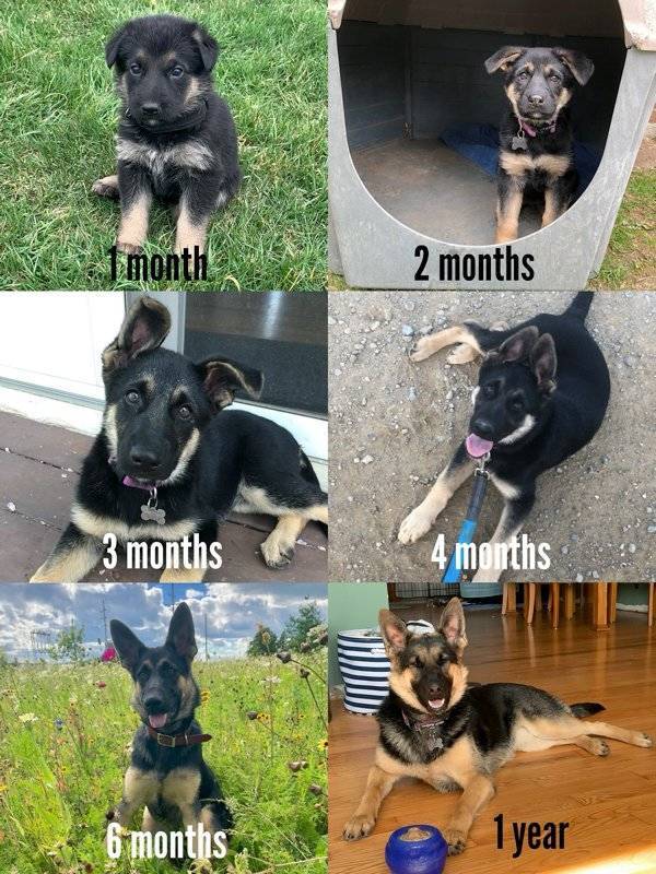 From A Small Puppy To A (Sometimes) Big Dog