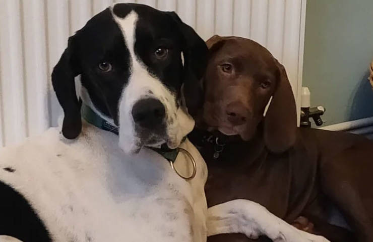 People Share Stories Of How They Have Chosen Their Pet Over Their Partner