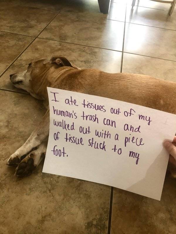 Let’s Shame Some Animals!