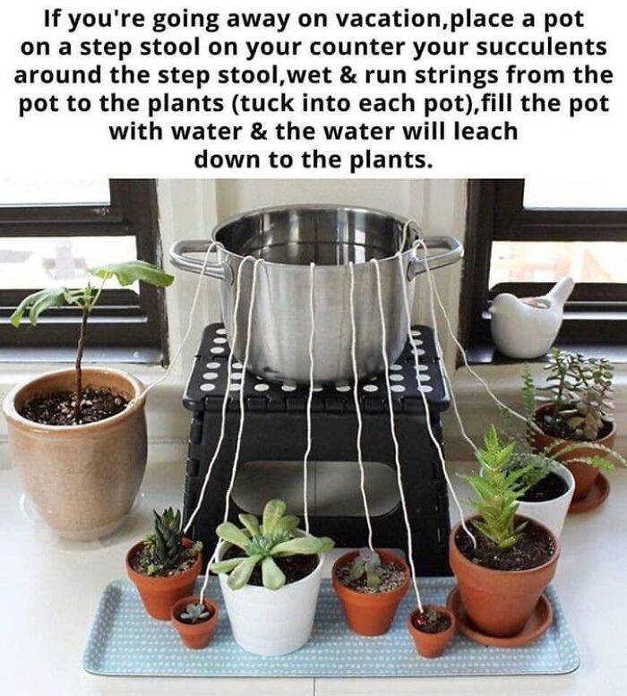 Apparently, These People Know What To Do With All Those Plants…