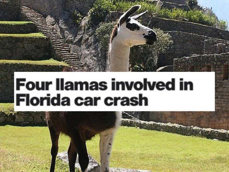 Headlines Aren’t Even The Craziest Thing In Florida…