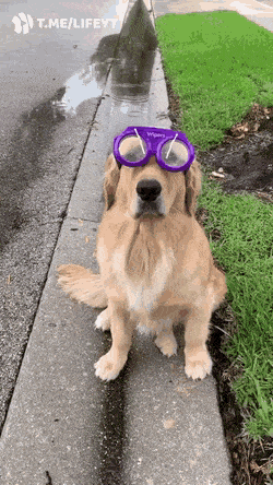 Morning Gifdump