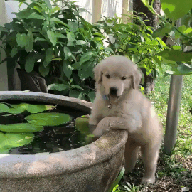 Daily Gifdump [WEEKEND EDITION]