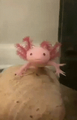 Daily Gifdump [WEEKEND EDITION]