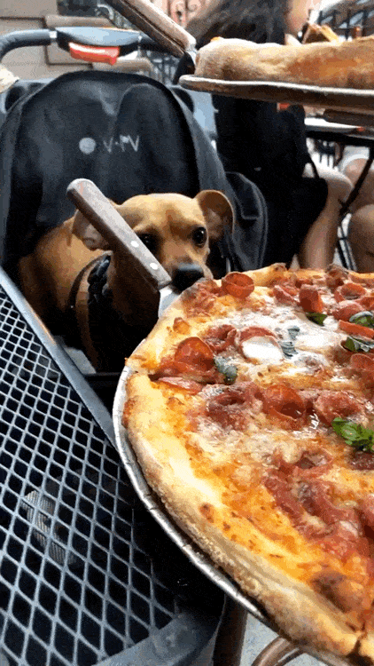 Daily Gifdump [WEEKEND EDITION]