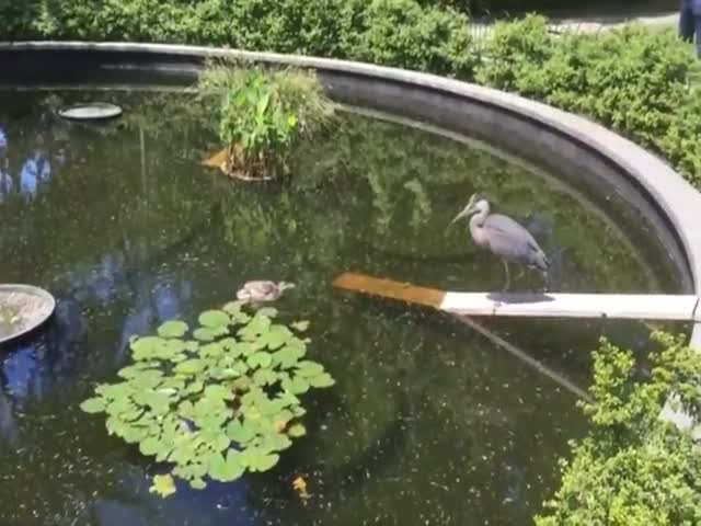 Mother Duck Vs Heron