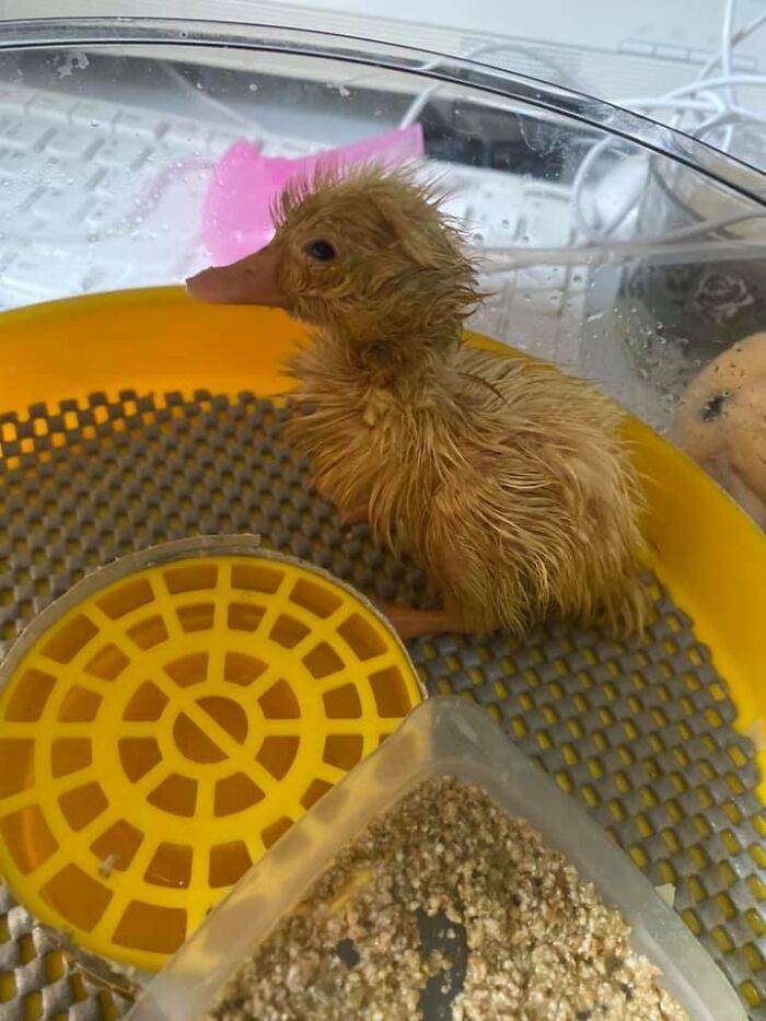 Woman Uses A “TikTok” Hack To Hatch A Duckling From A Bought Egg