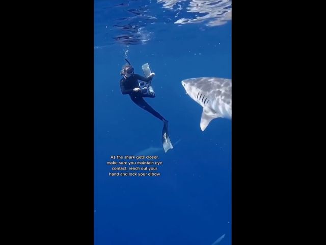 When A Tiger Shark Approaches You…