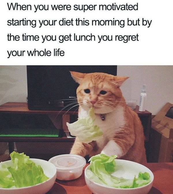 Indulge Yourself In These Dieting Memes