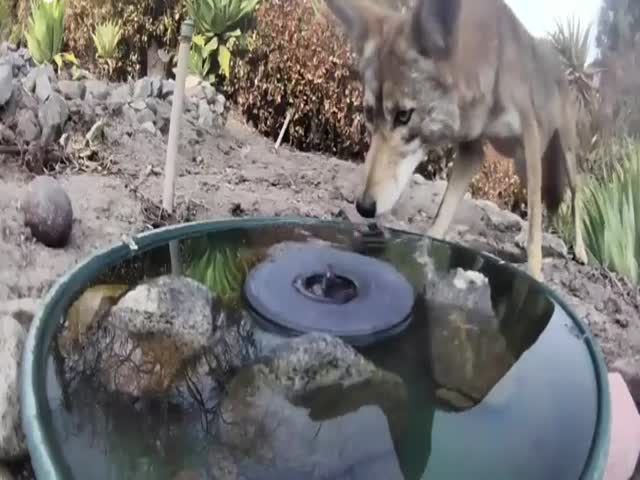 Drinking Fountain Camera