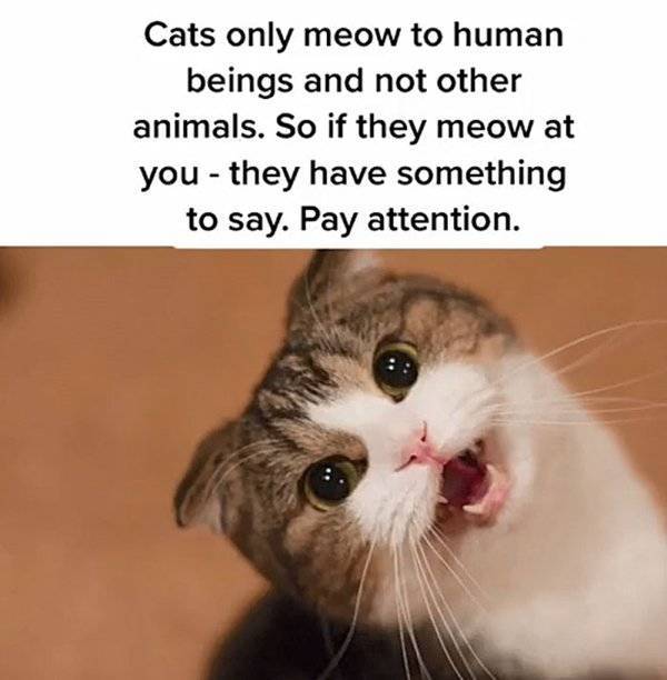 Fluffy Facts About Cats!