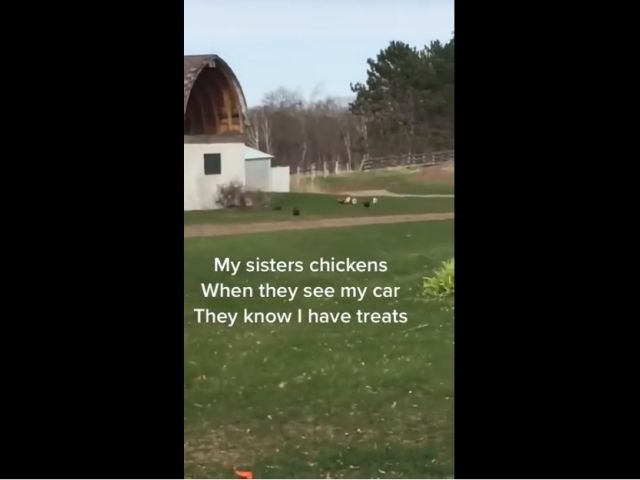Chickens Are Coming!