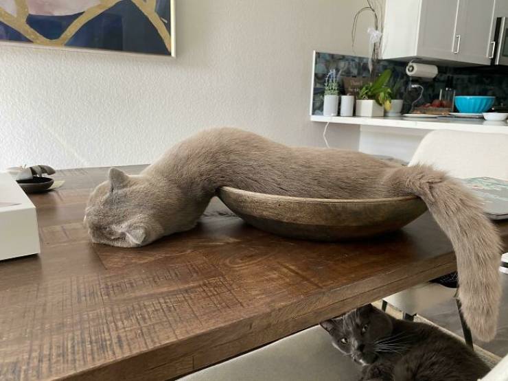 Process “Cat.exe” Has Stopped Working