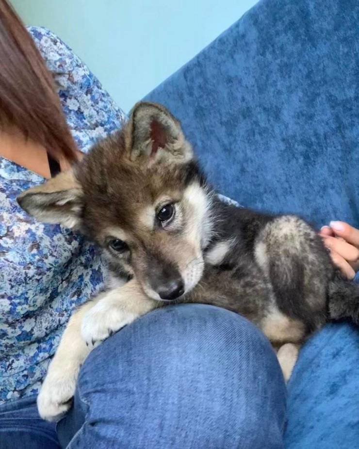 Woman Adopts An Abandoned Wolf Pup, They Become Inseparable Friends
