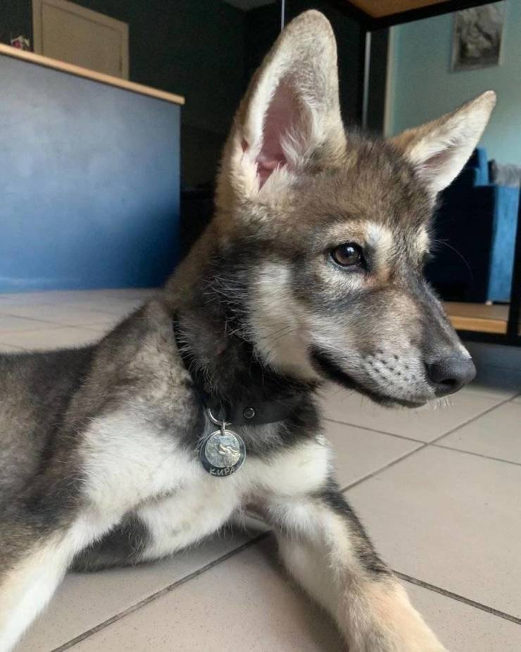 Woman Adopts An Abandoned Wolf Pup, They Become Inseparable Friends