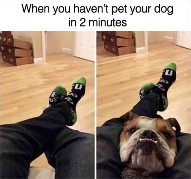 Dog Owners Know These Memes By Heart…