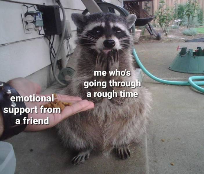 Let These Wholesome Memes Lift You Up!