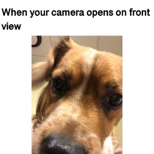 Dog Memes! Woof!