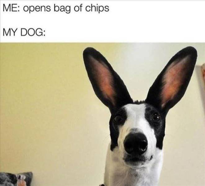 Dog Memes! Woof!