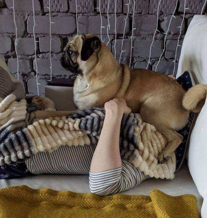 Pets Who Need Their Humans 24/7