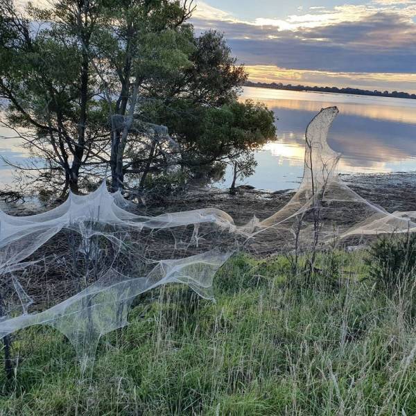 “Spiderocalypse” In Australia