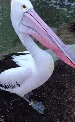 Daily Gifdump [WEEKEND EDITION]