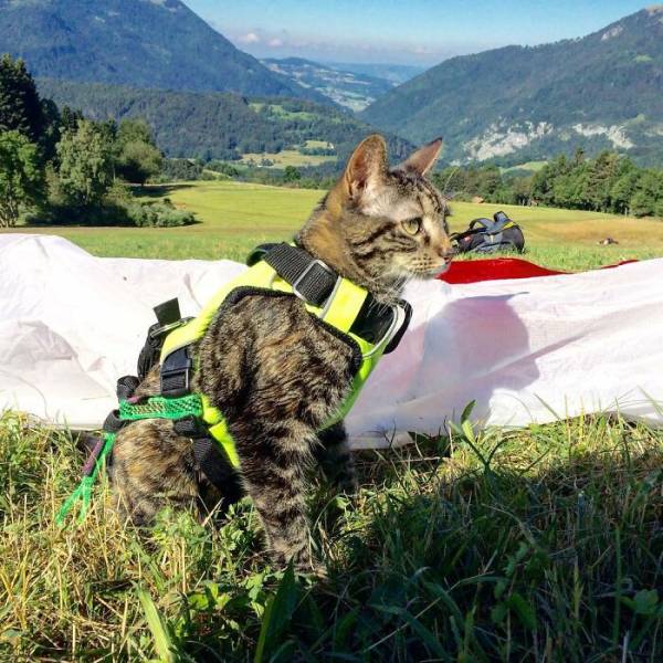 This Cat Is A Real Adventurer!