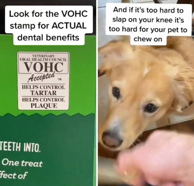 Veterinarian Shares Lesser-Known Pet Care Tips