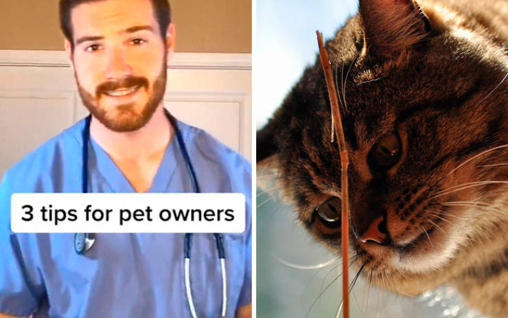 Veterinarian Shares Lesser-Known Pet Care Tips