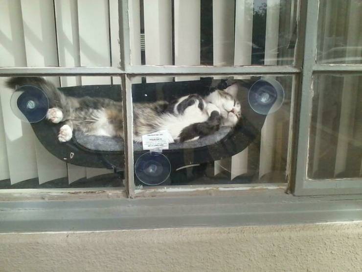 These Cats Are Incredibly Spoiled!