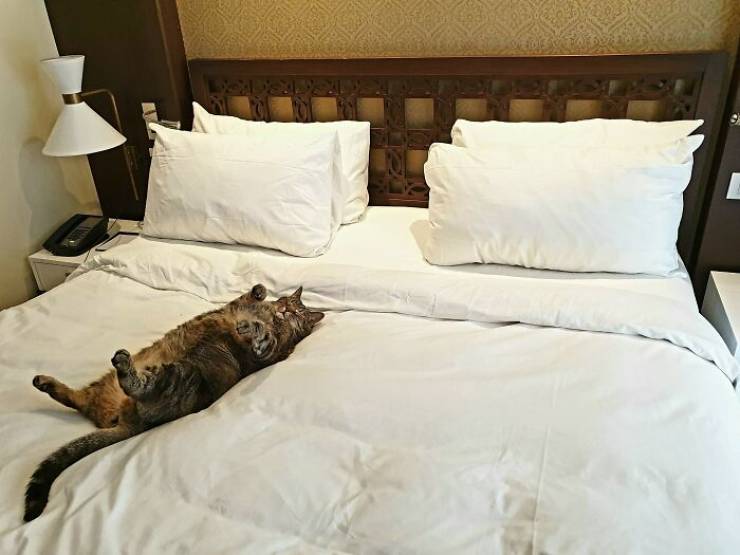 These Cats Are Incredibly Spoiled!