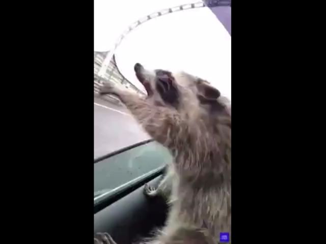 Raccoon Enjoys The Ride!