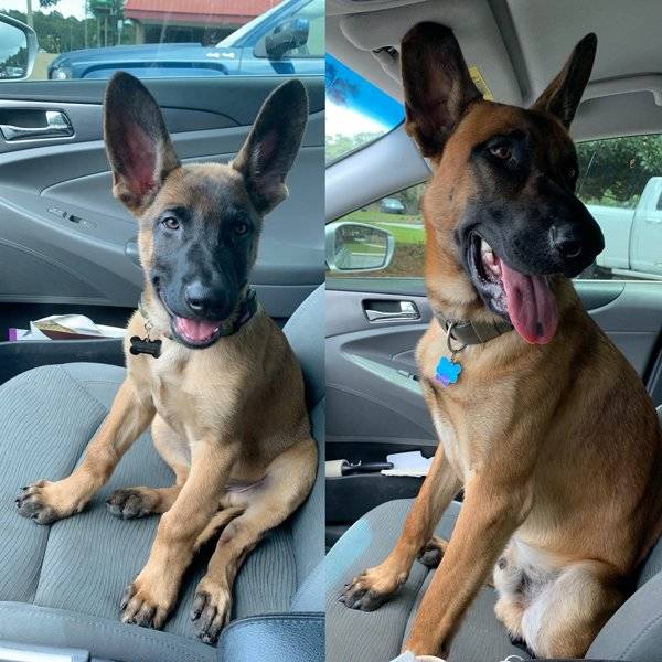 Dogs Grow Up So Fast!